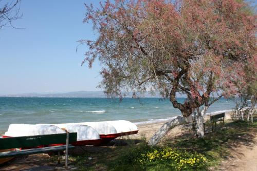 CHALKOUTSI gîte à louer Sykámino