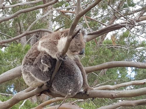 tu Emuz Stone Beachfront Villa, Emu Bay, Kangaroo Is