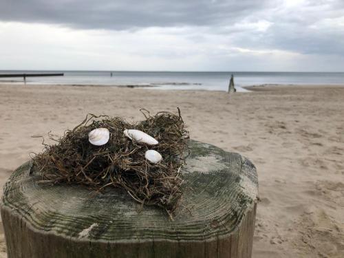 Ferienwohnung Strandnah 222m von Zempin entfernt