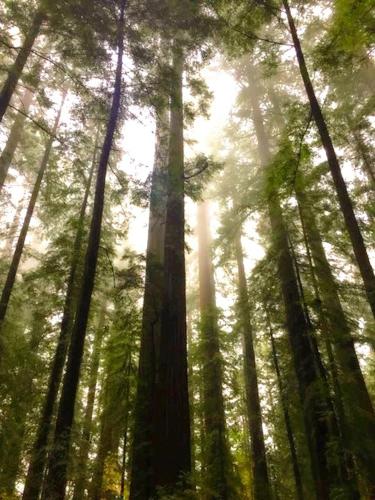 Redwoods River Resort & Campground Redwoods River Resort & Campground