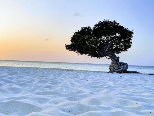 المنطقة المحيطة, Hostel Room Aruba in أورانجستاد