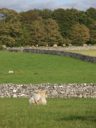 Cahergal Farmhouse B&B