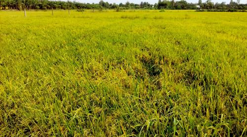 BOSA Homestay - Mekong Riverside