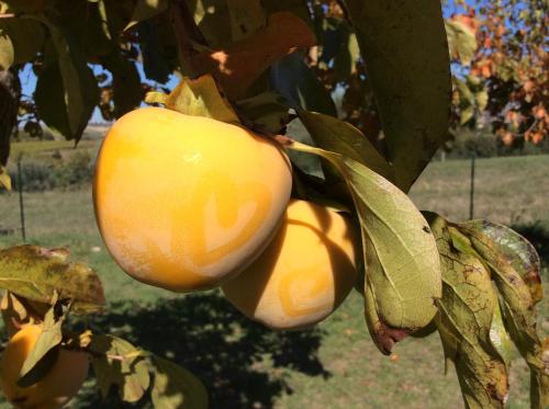 Agriturismo Le Terre d'Abruzzo Country House