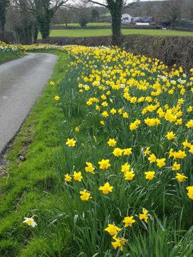 Lletty Ann wynn at Fraithwen Cottages