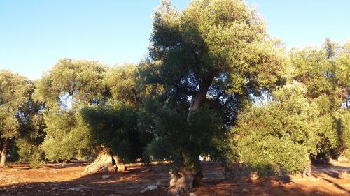 Lantico Orto – Ostuni, AR