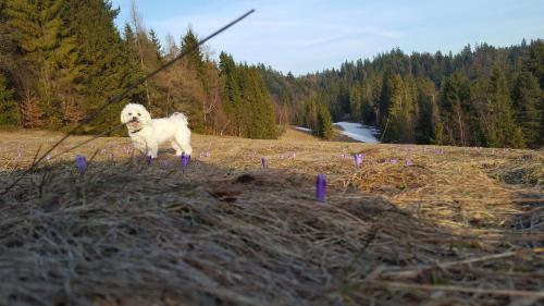 Bacówka w sercu gór - dom z bali w Gorcach Bacówka w sercu gór - dom z bali w Gorcach