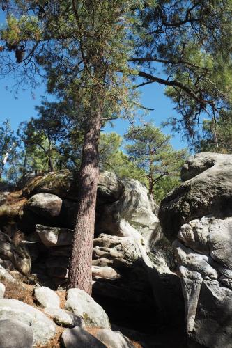 A l'orée de la forêt