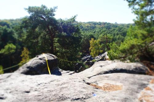 A l'orée de la forêt