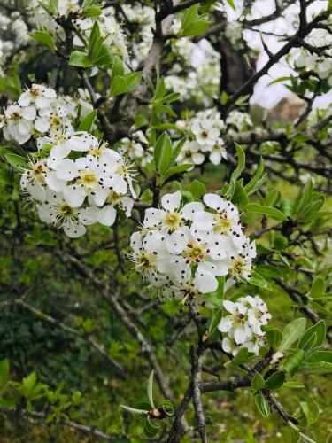 Agriturismo Is Conchisceddas