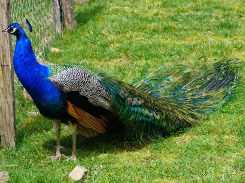 Chevrerie des Oliviers