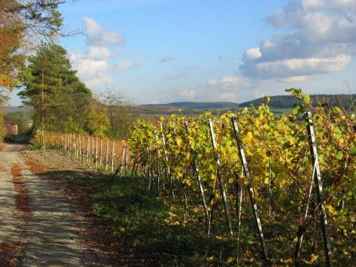 Weinstube Schwalbennest Weinstube Schwalbennest