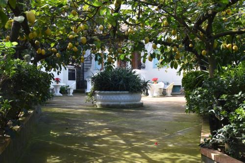 De Gregorio, Massa Lubrense (fotografie 4)