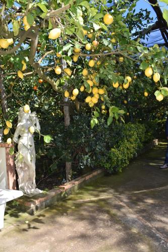 De Gregorio, Massa Lubrense (fotografie 8)