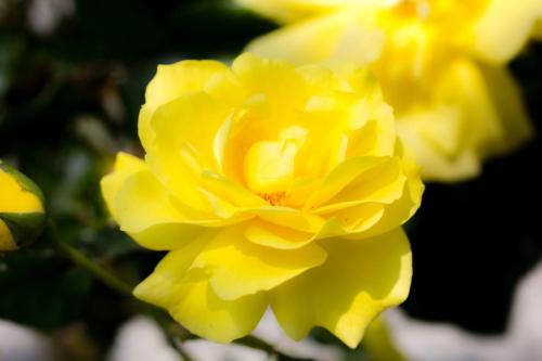 Kathleens Country House - image 13
