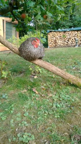 Citynahe Wohnung Festung Ehrenbreitstein 65m² mit großem Garten 1.5km von Arenberg-Immendorf entfernt