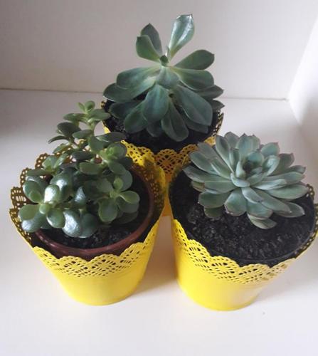  Esmeralda - Casas Felizes in Farroupo