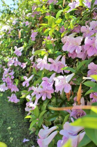 Sweet Dreams B&B LA - image 3