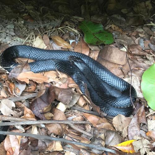 Daintree Crocodylus