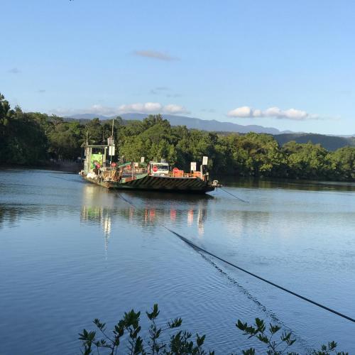 Daintree Crocodylus