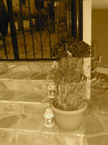 Dominici - image 8