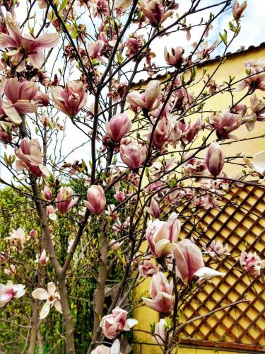 Pensiunea Magnolia - image 11