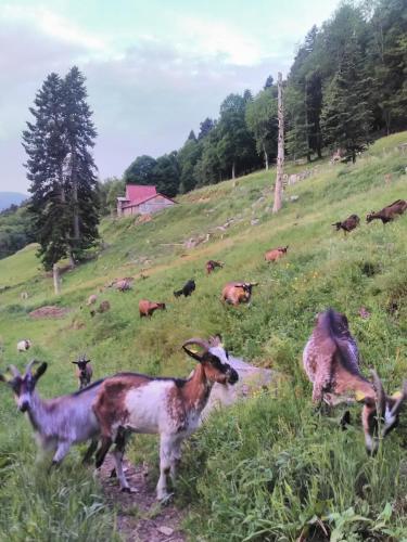 FERME IM-BERG