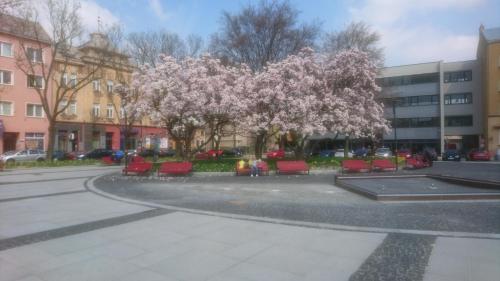 Apartment Belvedere - image 6