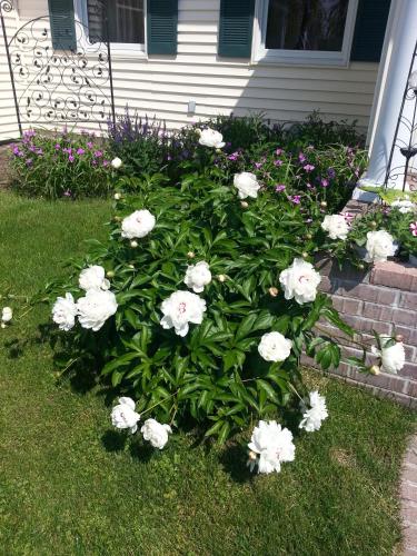 乔治湖传统汽车旅馆