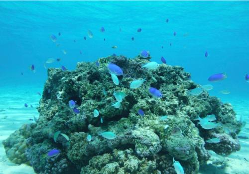 กิจกรรม, Ocean Breeze Bungalow in เทไวโต