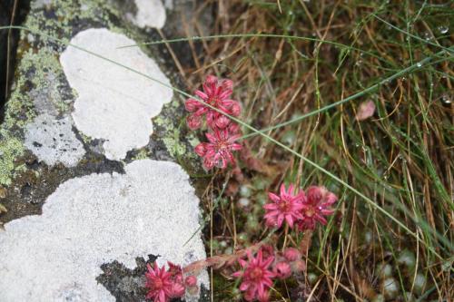 Chalet Hinter Dem Rot Stei - image 14