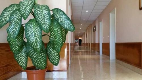 Aussicht, Aparthotel Santa Maria Beach in Santa Maria