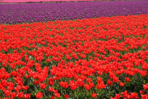 Surrounding environment, De Specht in Geest