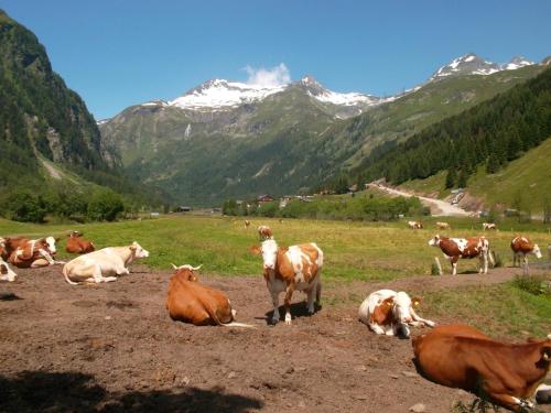 Riepleralm in ماتريى إن أوست تريول