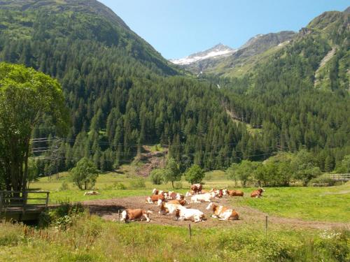 Riepleralm in ماتريى إن أوست تريول