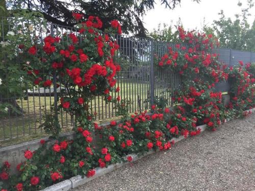 Tenuta La Rosa B&B in 卡倫扎諾