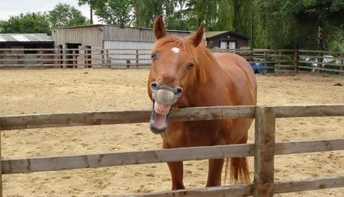 Linford Stables B&b