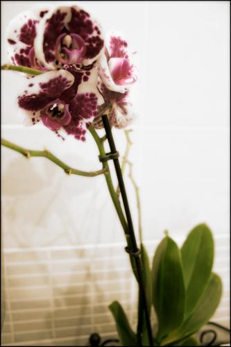 Casa Vacanze Enjoy Pirano