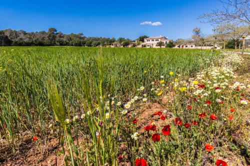 Finca Agroturismo Sa Cova den Borino