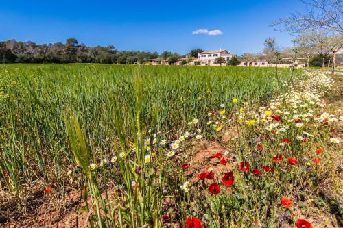 Finca Agroturismo Sa Cova den Borino - image 7