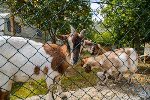 Camping Valle d'oro - image 3