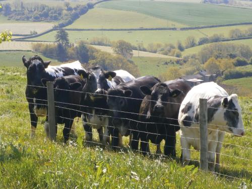 B&B Exeter - Harepath Farm Cottage 1 - Bed and Breakfast Exeter