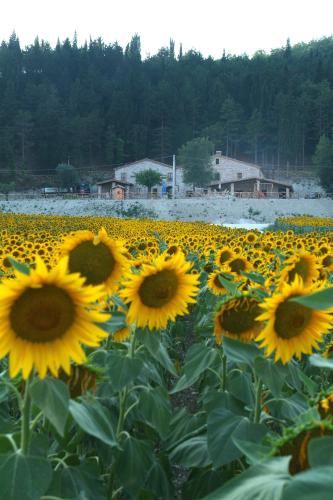 Agriturismo Il Casale