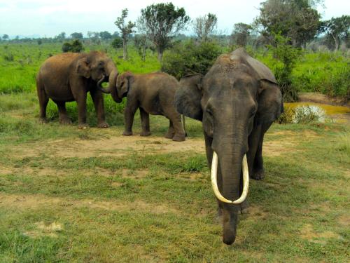 Tusker's Paradise Safari Villa