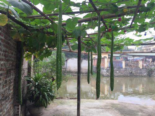 Tam Coc Vinh Thinh Homestay – Ninh Binh, OH