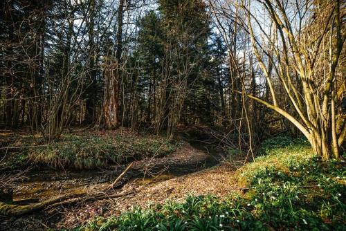 ‘‘FOREST HOUSE ’‘ Будинок для відпочинку