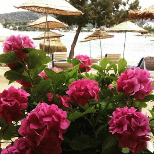  Gökçe Çiçek Butik Otel in Kıyıkışlacık