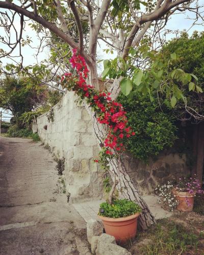 Residence Limoneto Ischia