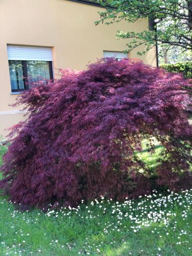 Parco Hotel Sassi - image 11