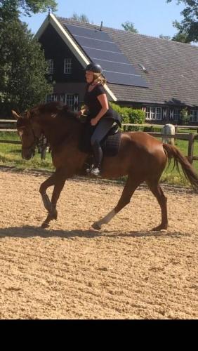 Erve Het Roolvink Boerderij Appartementen 40-50 M2